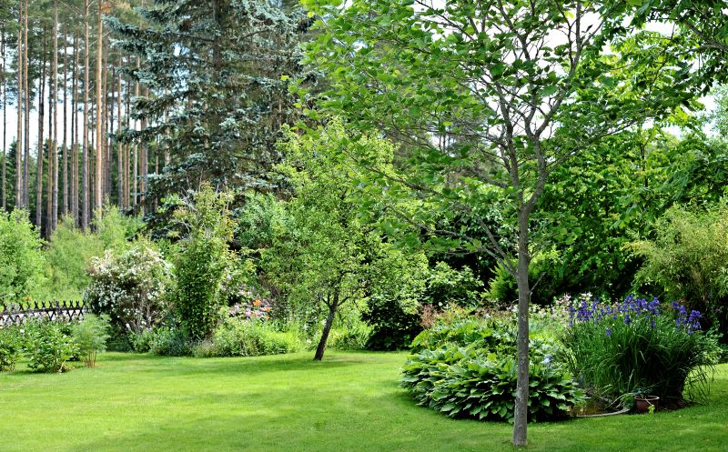 Omplantering av ny hack Kyrkokopinge Trelleborg (1)